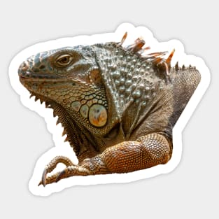 American Iguana Sticker